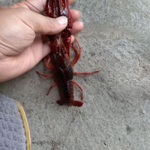 钟祥市小龙虾尾  小龙虾