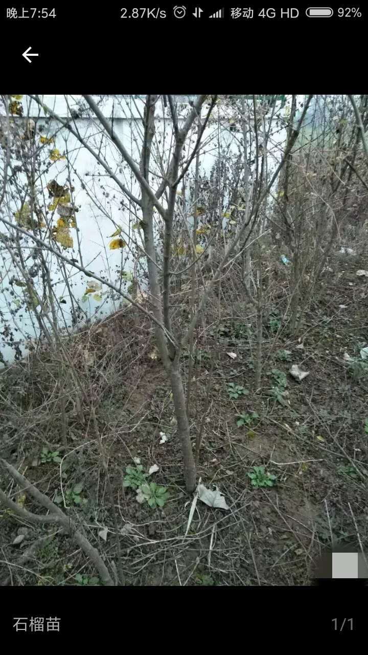 怀远白花玉石籽石榴 白花玉石籽石榴苗