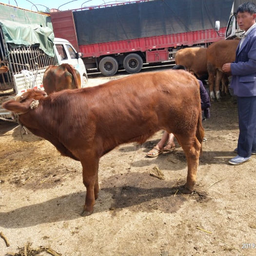 威宁县 各种肉牛