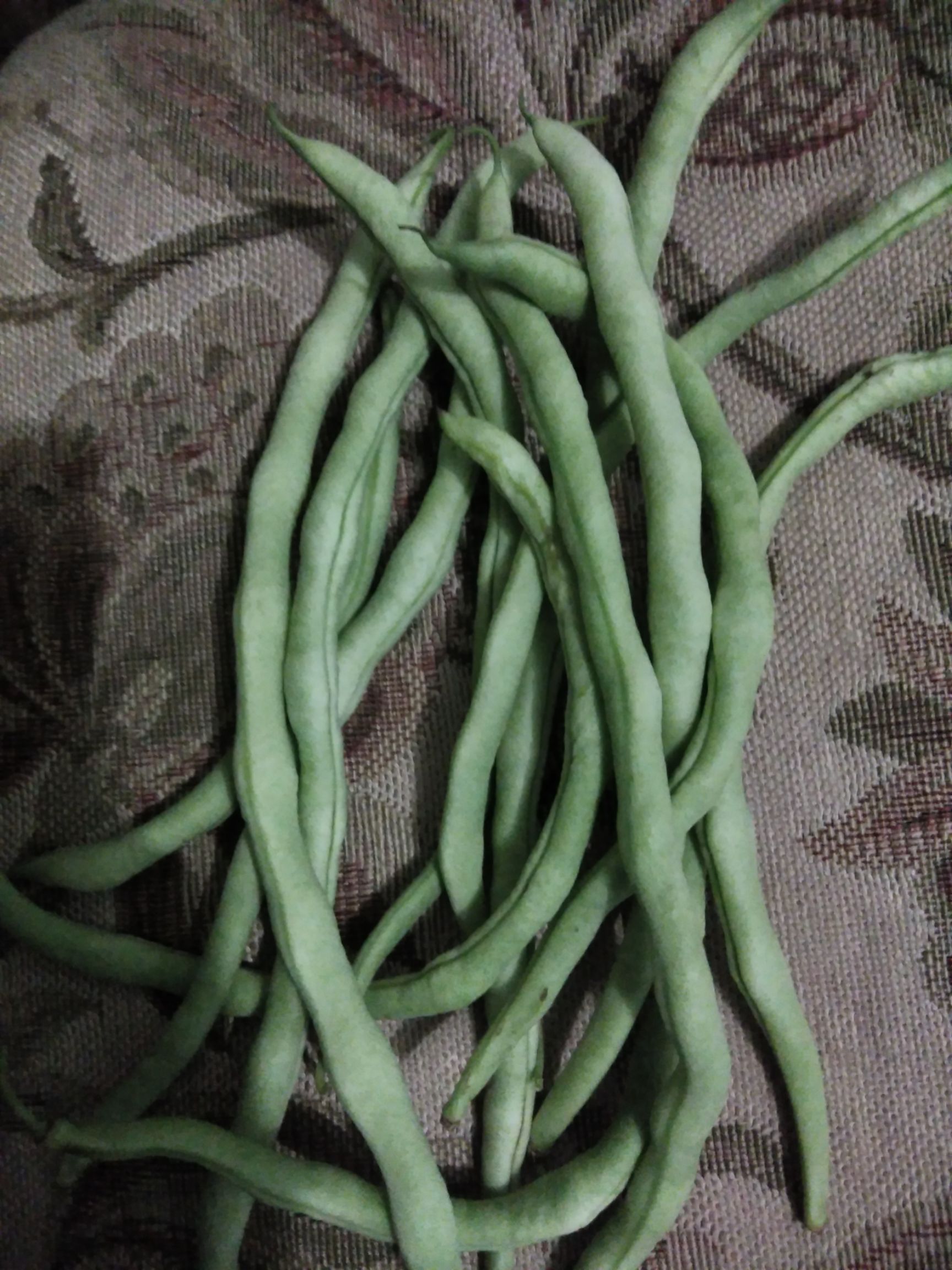 架豆王豆角 20公分以上