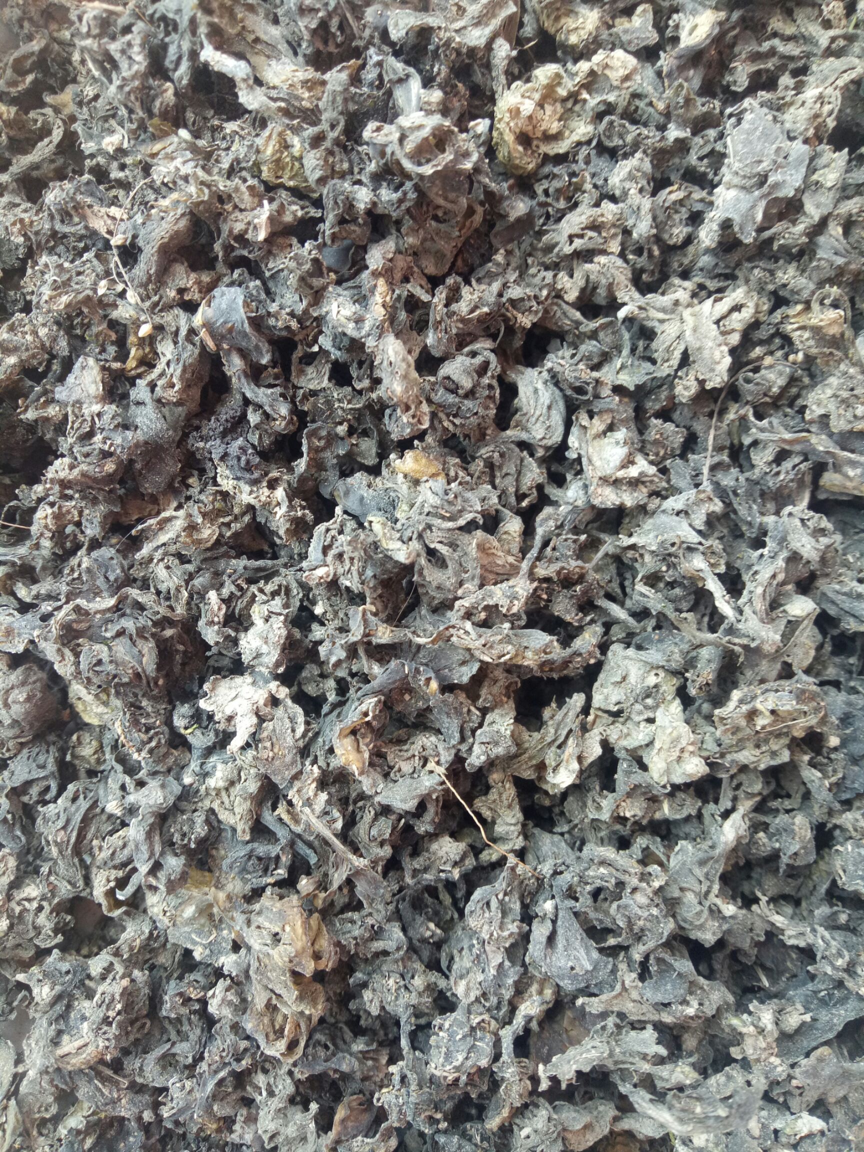 干地皮菜 有意向了解地皮菜的老总联系，恭候大驾