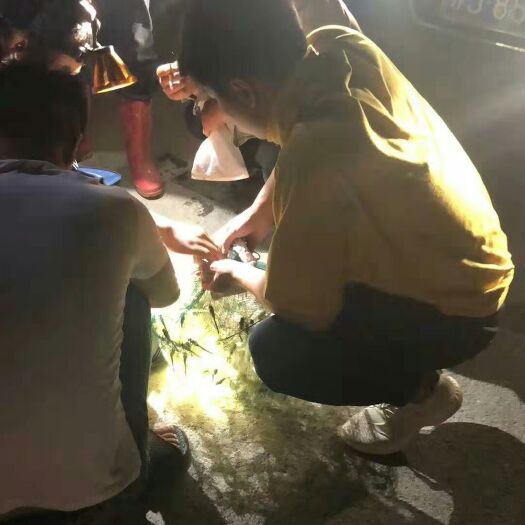 滨海县 药材（绿头蜻蜓）