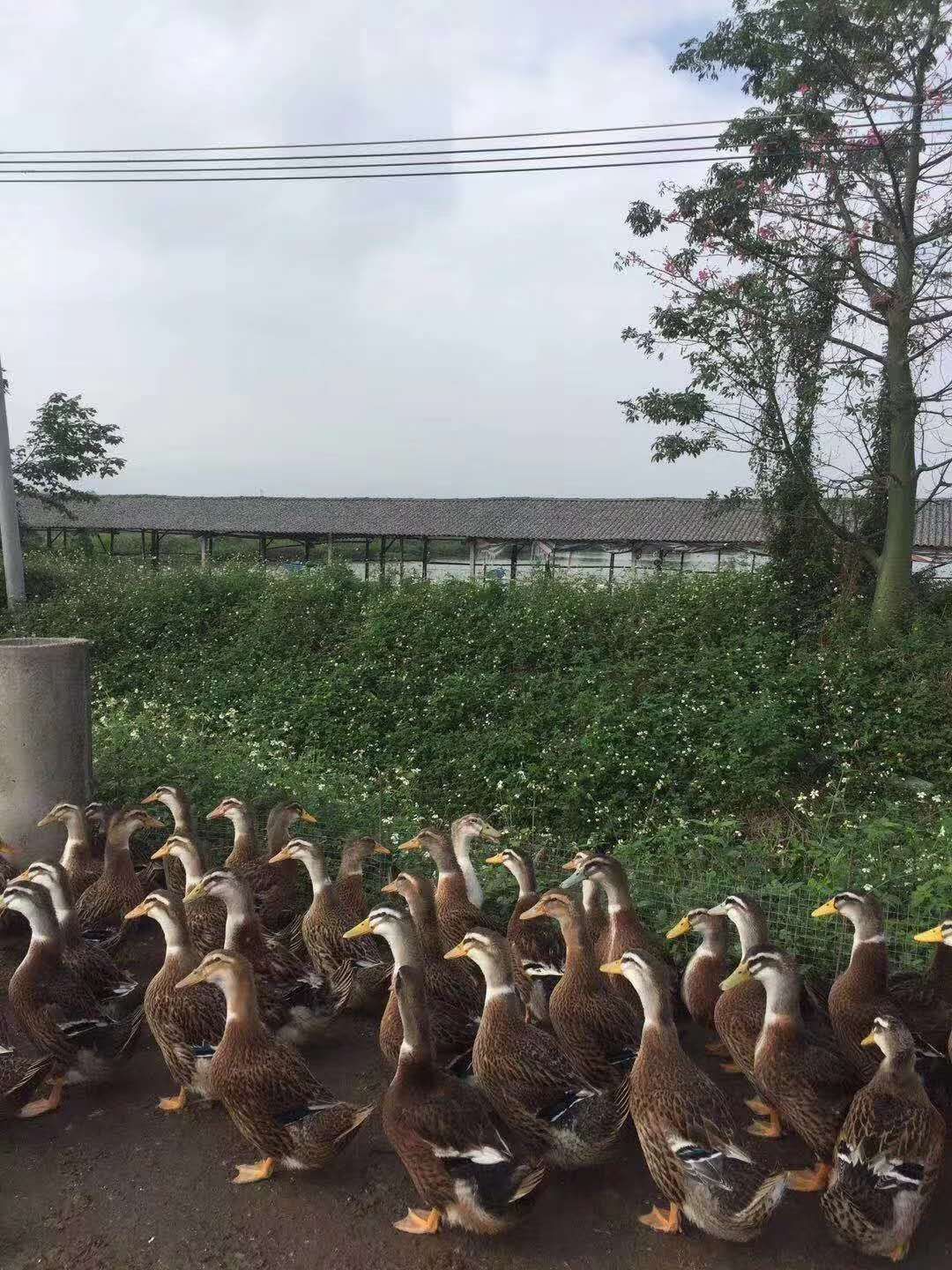 麻鸭苗  麻鸭