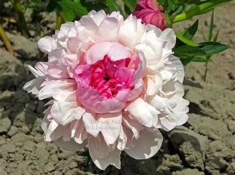 菏泽 我公司有观赏芍药苗