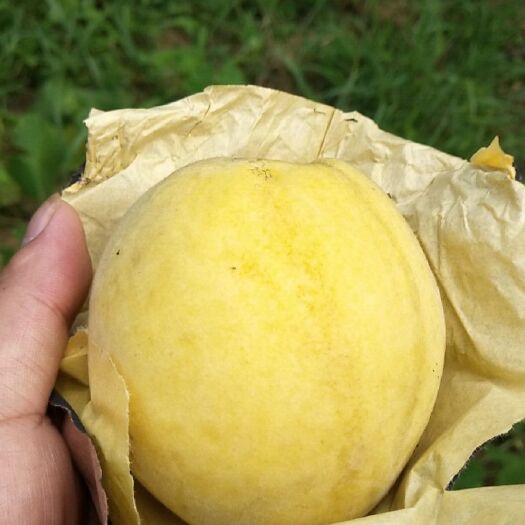 炎陵县 高山黄桃