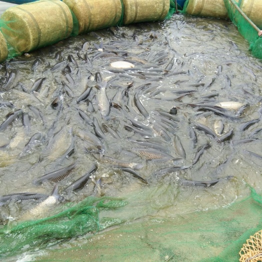 南宁 地下泉水循环净水生态养殖草鱼
