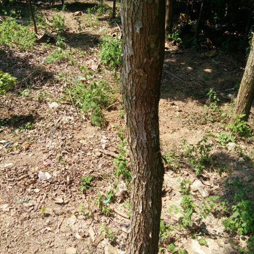 凭祥市交趾黄檀苗 红酸枝