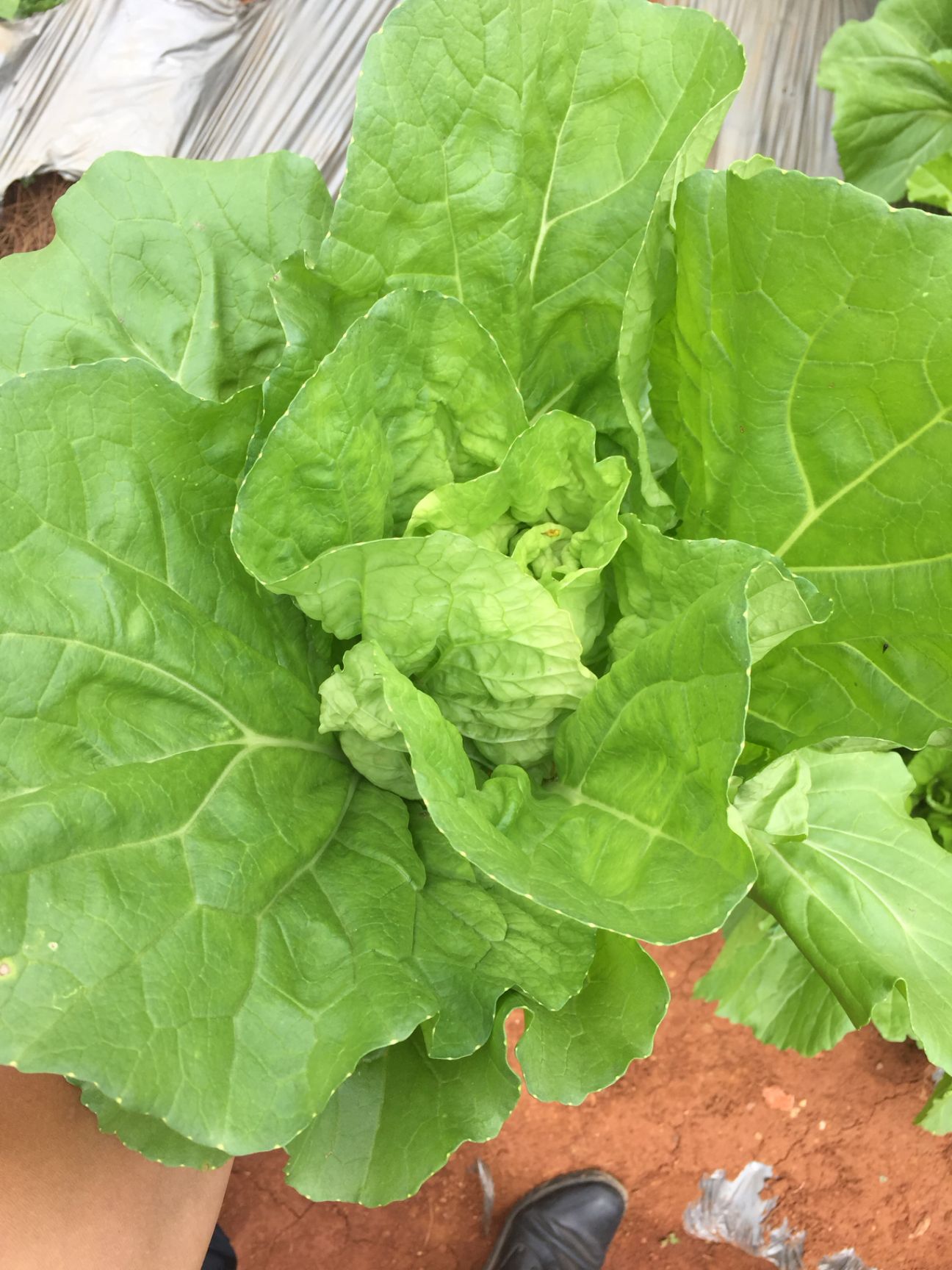 上海青种子  快菜，28天抗病小白菜种子