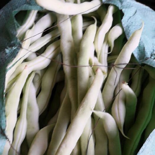 赤峰 豆角