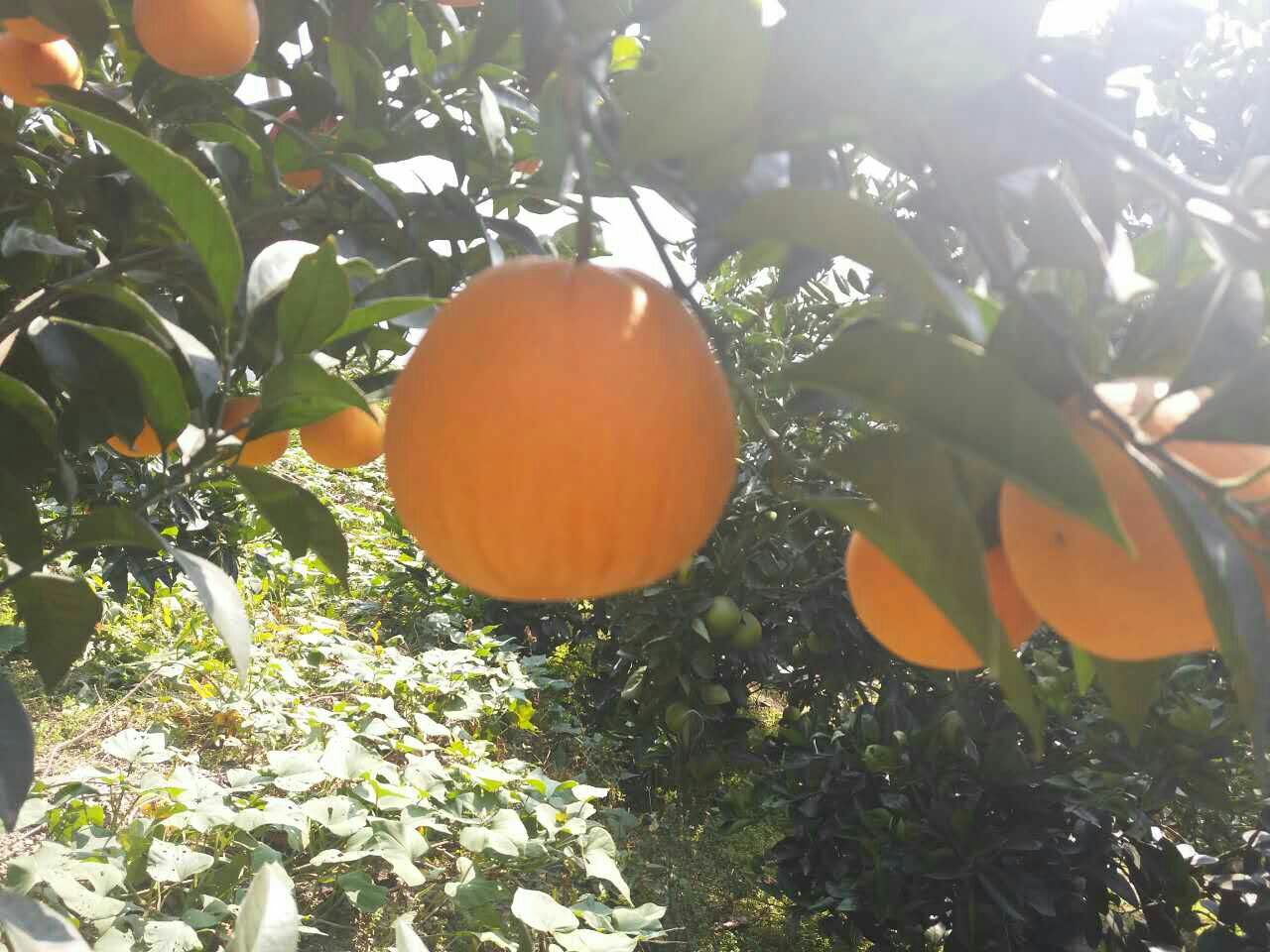夏橙产地直销，果面干净水分充足！