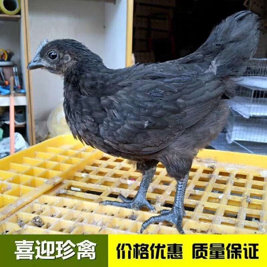 佛山脱温五黑绿壳蛋鸡苗 脱温绿壳蛋鸡 五黑鸡已养殖35天 均重4两