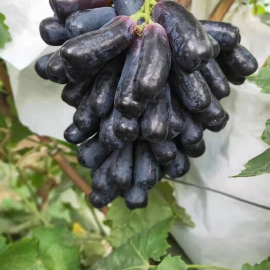 泰安 甜蜜蓝宝石葡萄苗 基地现挖现发 24小时发货 1-2年苗