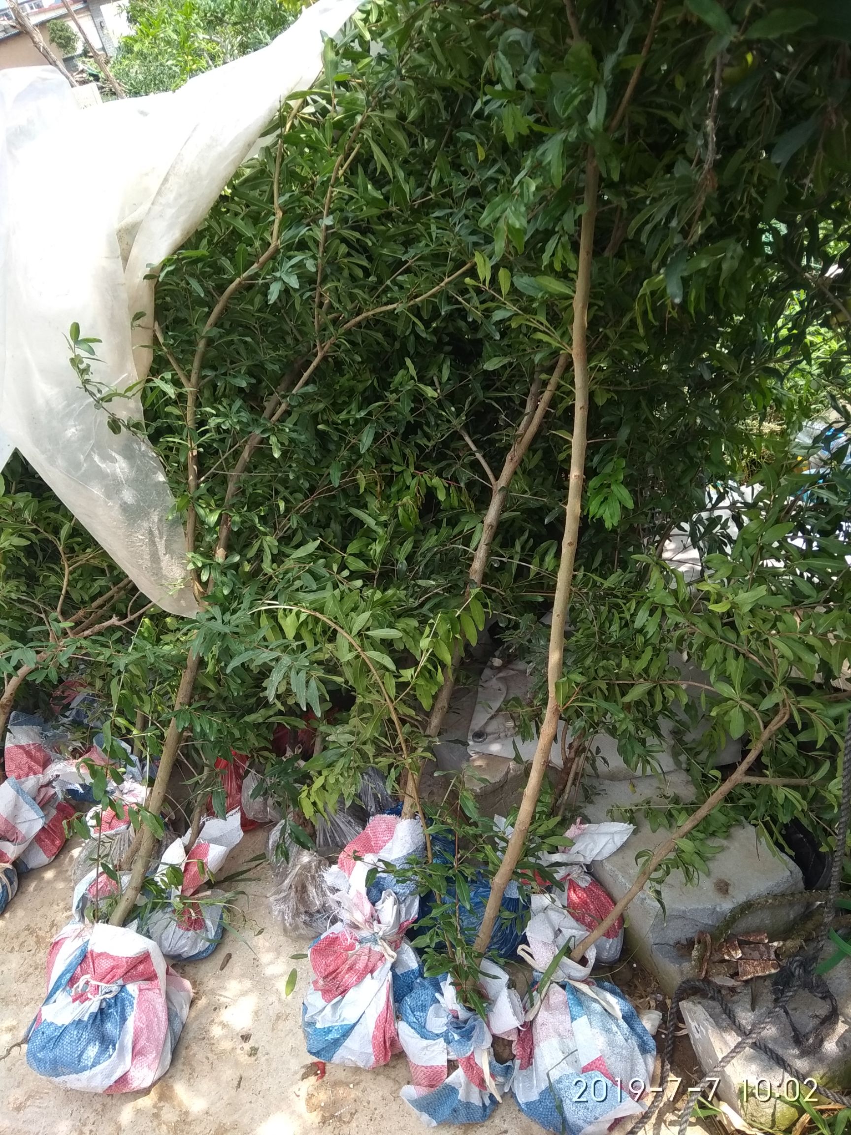 怀远白花玉石籽石榴 白花玉石籽石榴苗