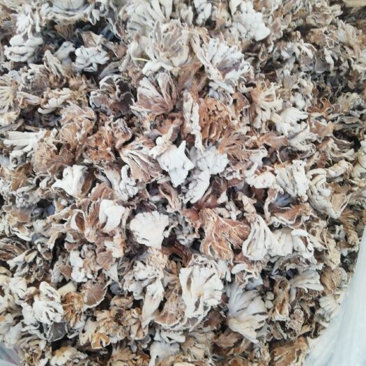 新化县白参菌 鸡冠菌大片大叶片半朵美味