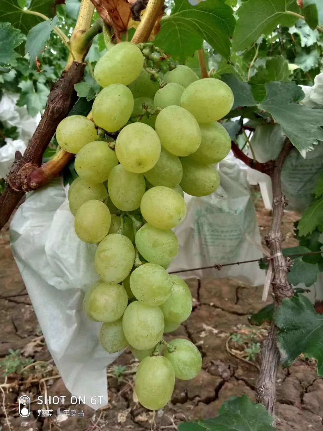  大量套袋葡萄