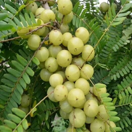 灵山县余甘果苗 牛甘苗   油甘苗，个大高产