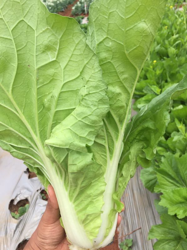 上海青种子  快菜，28天抗病小白菜种子