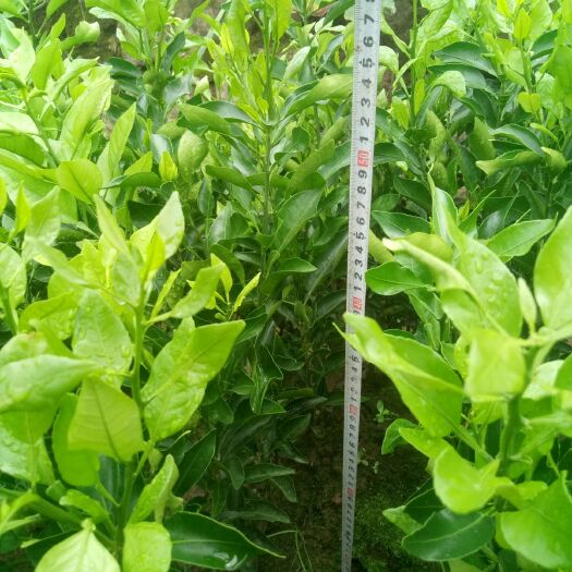 达州不知火苗 嫁接苗 0.5~1米 