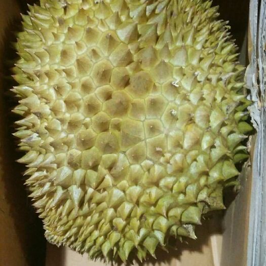 广州泰国金枕榴莲