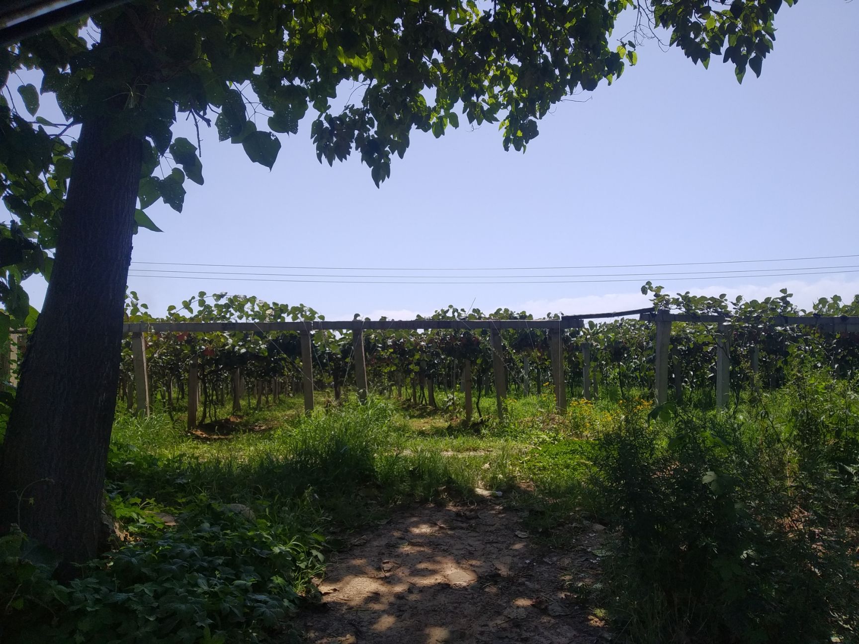  中国南北分界线秦岭北麓  太白山下  猕猴桃