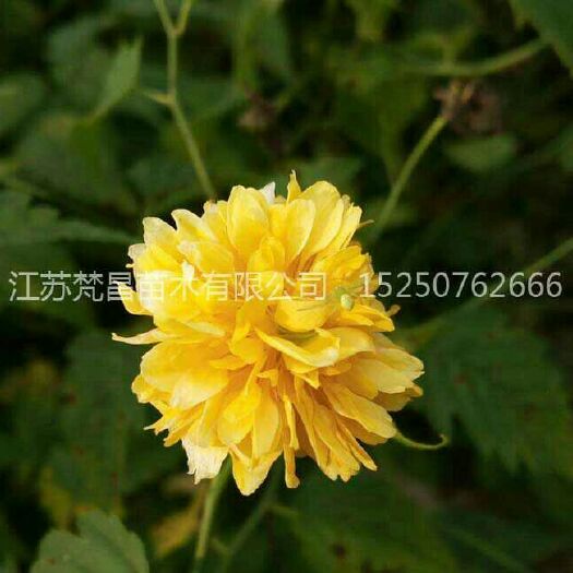 沭阳县棣棠花