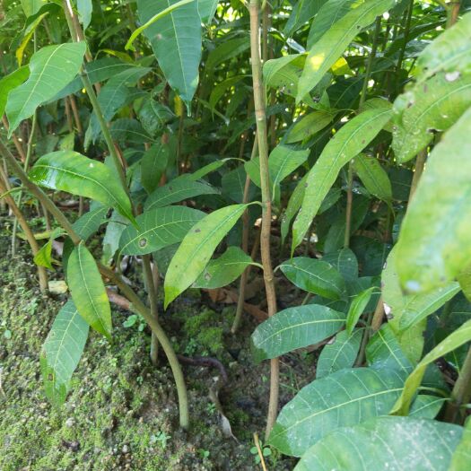 普宁市芒果直生苗（实生苗） 芒果实生苗小杯苗，中杯苗