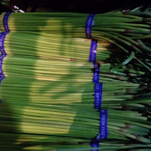 中牟县红帽蒜薹 50~60cm