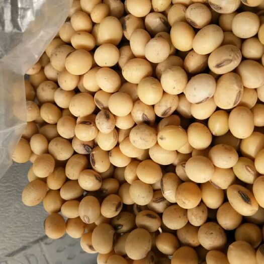 天门市黄大豆 生大豆 1等品 