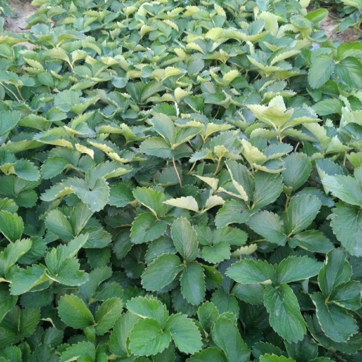 西安脱毒草莓苗 10~20公分 地栽苗
