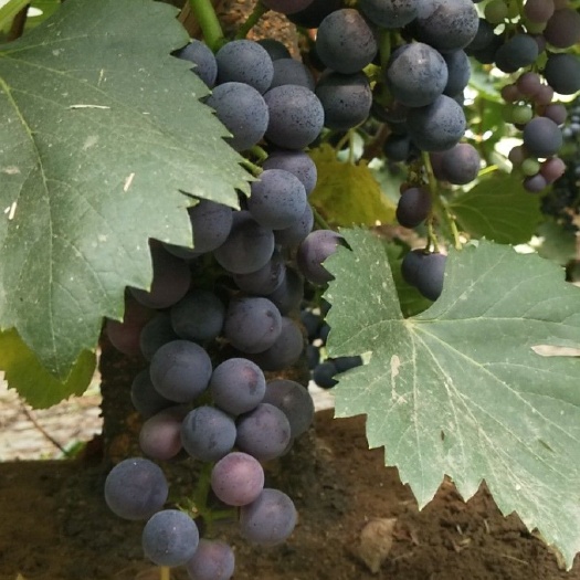 潍坊 在家种植春天然无公害夏黑葡萄