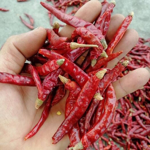 钦州油椒干辣椒