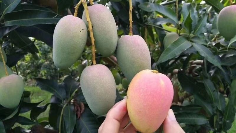 高州市台农芒果苗  大金煌芒果苗  四季紫花 鸡蛋芒果苗