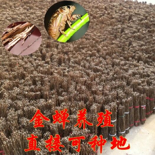 永城市 金蝉卵枝知了猴卵枝金蝉养殖枝条白蜡