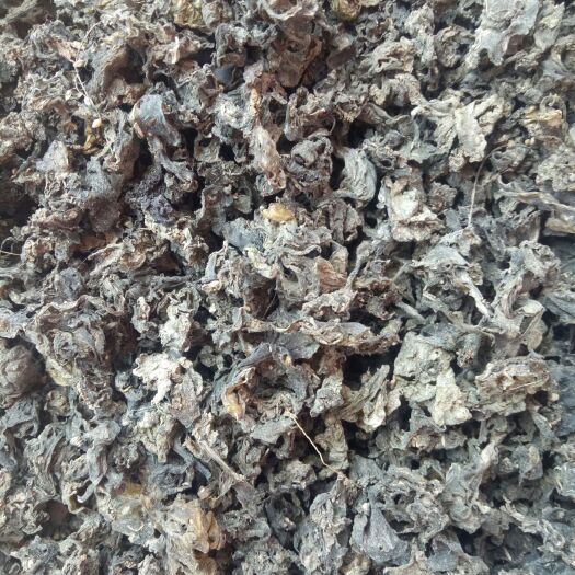 干地皮菜 有意向了解地皮菜的老总联系，恭候大驾