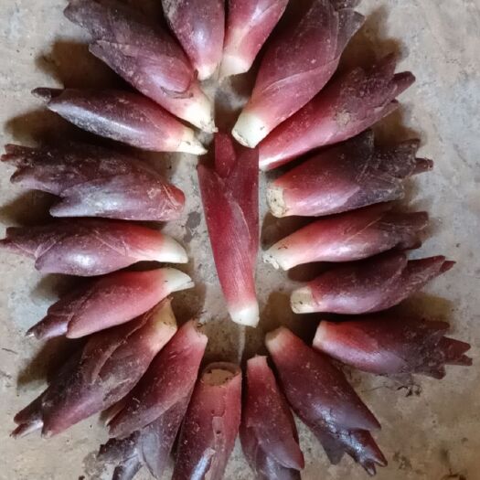 秭归县 阳荷富含各种氨基酸、维生素A、维生素C，钙、脂肪、胡萝卜等