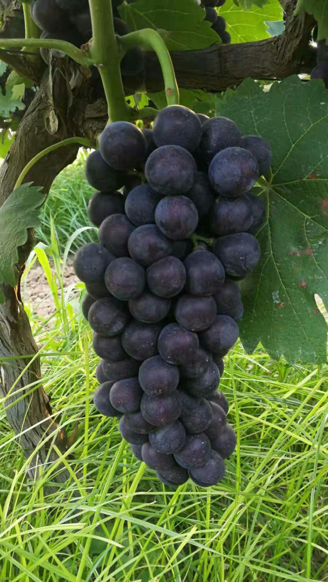 夏黑葡萄 一流的口感,颜色鲜,果粒大,大量供应
