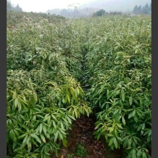 浏阳市 有大量青钱柳小苗出售