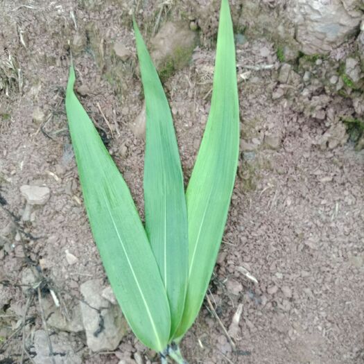 墨江县粽叶