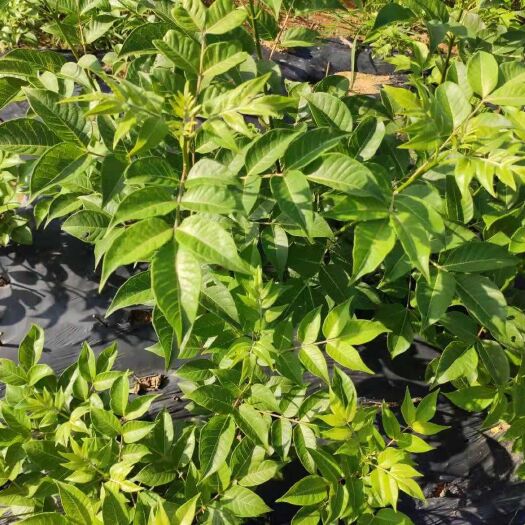 武冈市 选对品种最重要，纯中花吴茱萸，高产量！