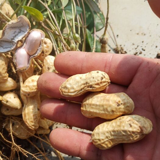 新沂市 白沙花生大量上市