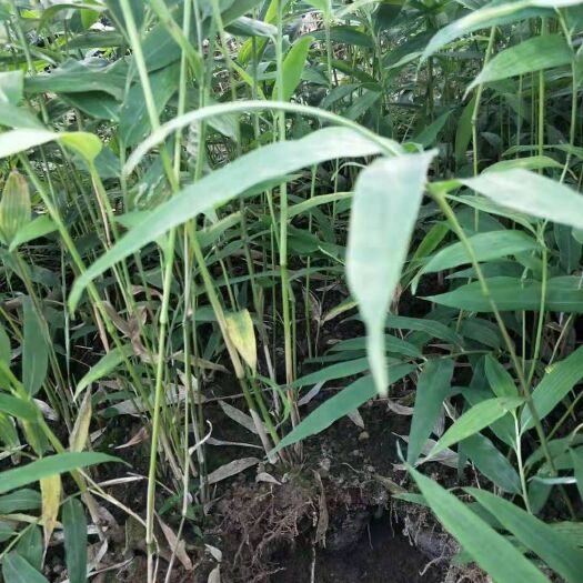 筠连县 常年供应金佛山方竹苗500万株，价格便宜，.