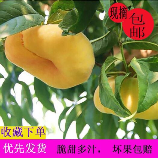 蒙阴县 黄金蟠桃黄金毛蟠黄毛蟠新鲜黄桃黄肉水果扁桃孕妇黄桃山东蒙阴