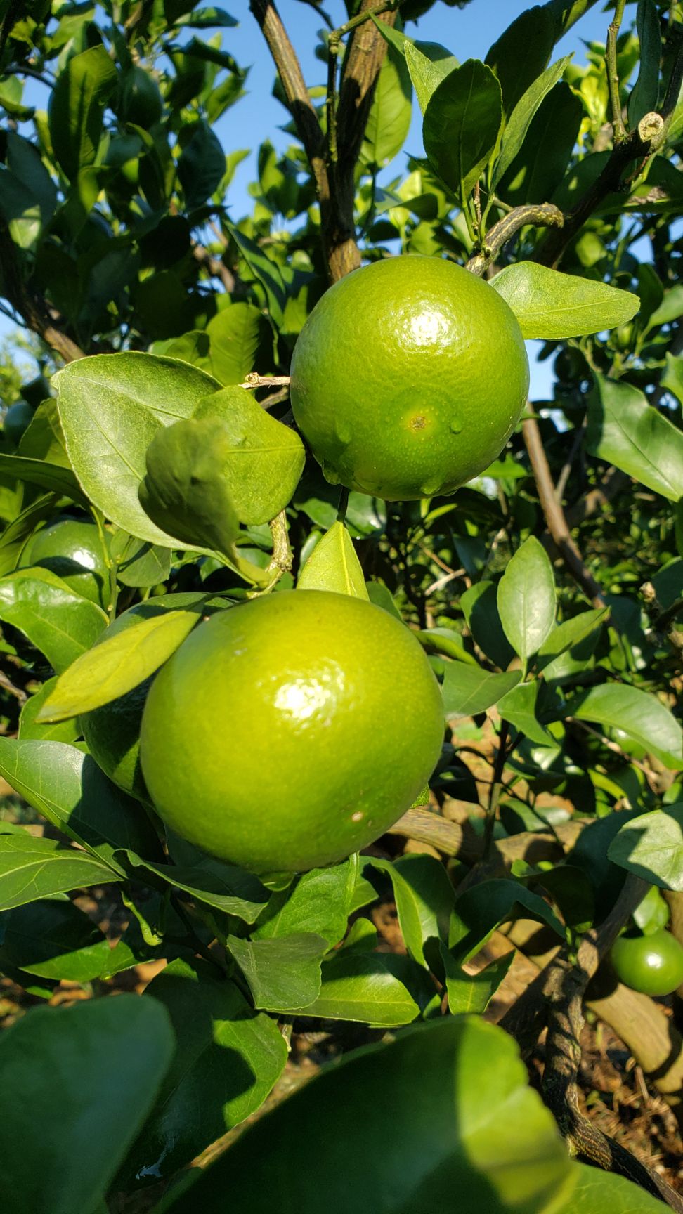 蜜桔 广西青皮蜜橘 柑橘 水果 一件代发