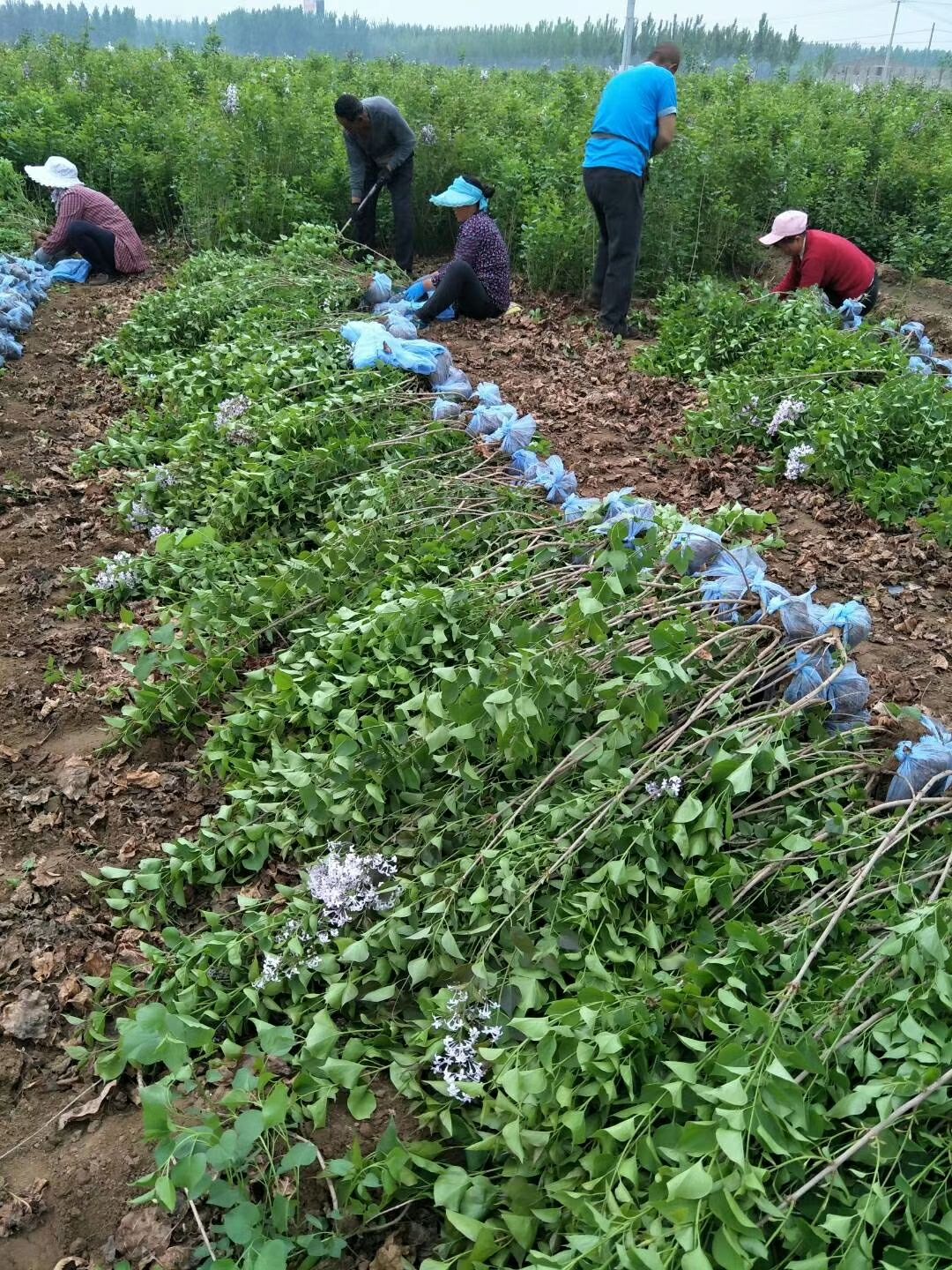 河北紫丁香价格丛生丁香产地直销规格齐全枝条粗壮移栽成活率高