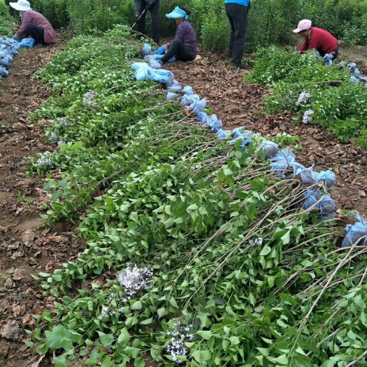 望都县河北紫丁香价格丛生丁香产地直销规格齐全枝条粗壮移栽成活率高