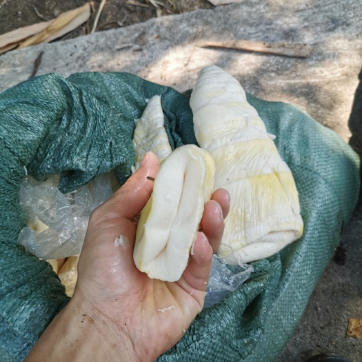 南靖縣麻筍  麻竹筍尖