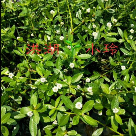 水花生 空心莲子草 鱼虾蟹专用水草 量大价优 包邮