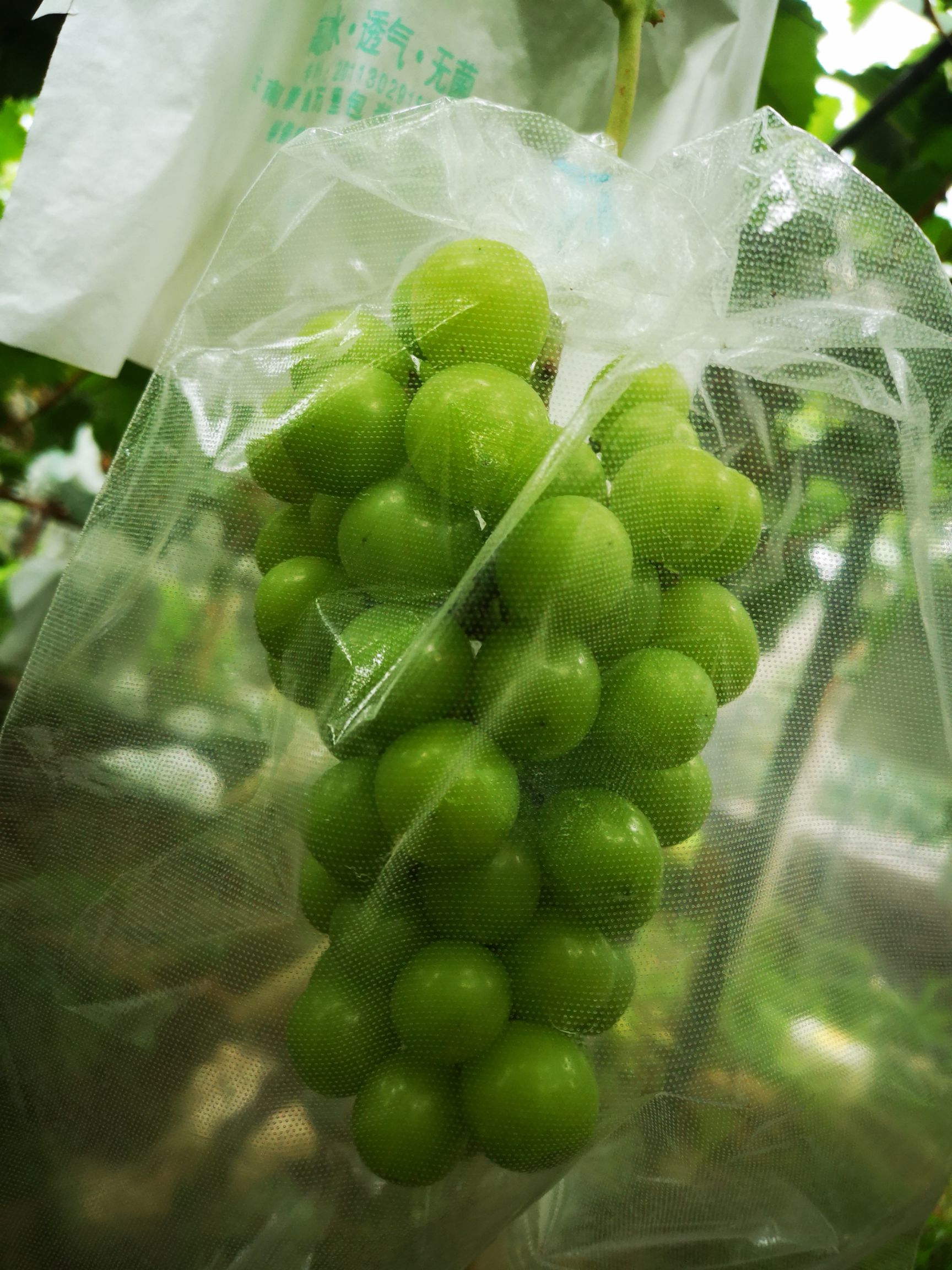  阳光玫瑰