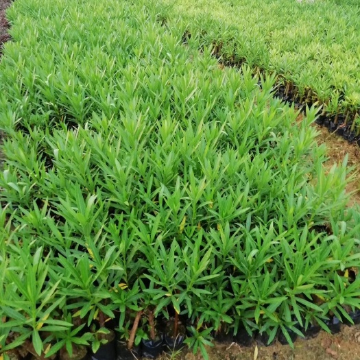 漳州 粉色夹竹桃，尾气大亨高30