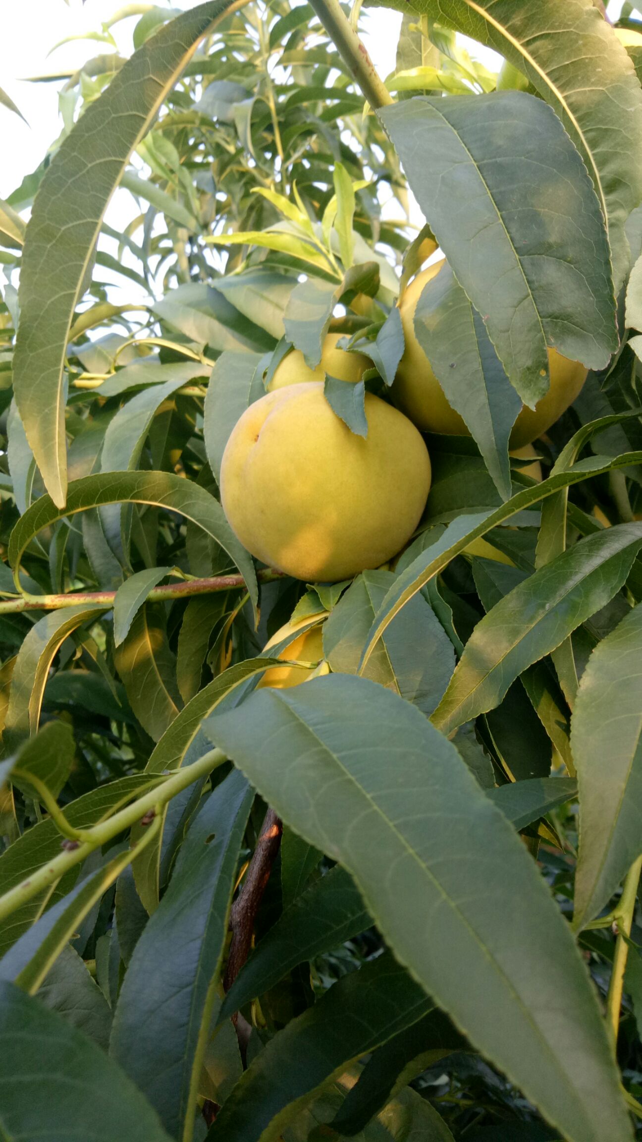  大量黄金冠黄桃